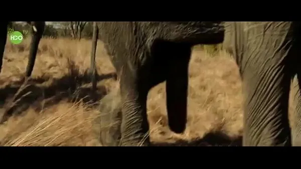 Tunjukkan Elephant party 2016 klip Filem